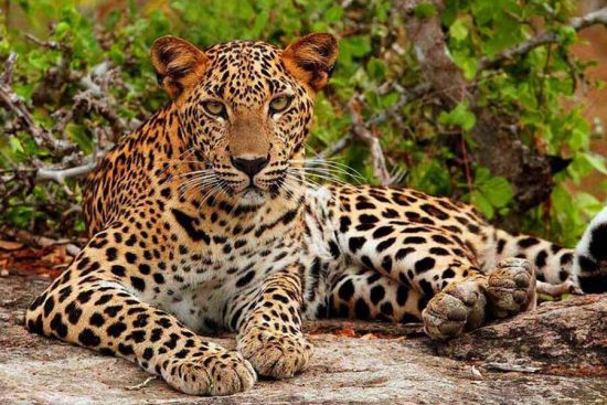 safari-trip-to-Yala-National-Park-