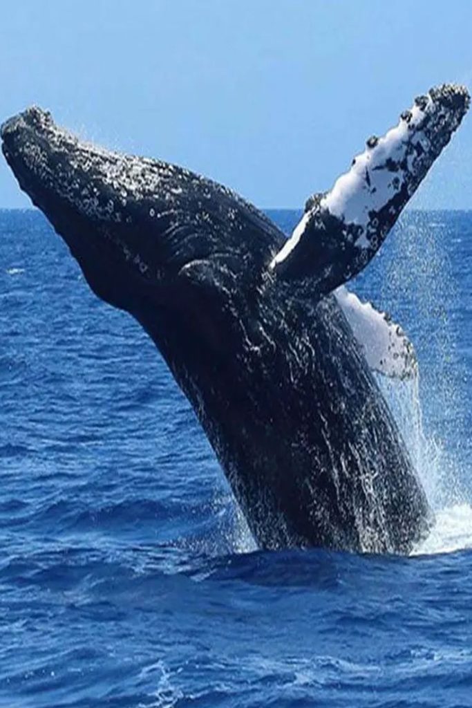 Whale Watching in Sri Lanka